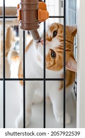 A Brown-white Cat Drinking Water From A Water Bottle In A Cat Cage