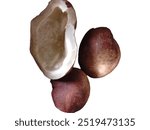 Brown-white, round shaped chopped indian coconut used in religious ceremonies.
Coconut agriculture in India, 
Coconut productin in Tamilnadu,kerala, Karnataka and goa. 
Brown outer shell coconut, 