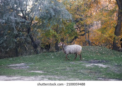 Brown-white sheep pasturing and walking with trees in background near country road in meadow in forest in autumn. Farmer life. Natural products. Return to nature and environmental friendliness. 