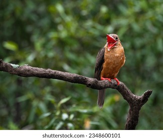 Brown-Winged Kingfisher perched on tree with beak open at Sundarbans, West Bengal.