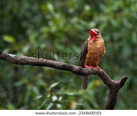 Brown-Winged Kingfisher perched on tree with beak open at Sundarbans, West Bengal.