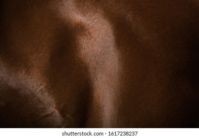 Browny Horse Skin and Muscles Closeup. Equestrian Theme. - Shutterstock ID 1617238237