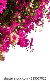 brsnch of bougainvillea flowers isolated on white background