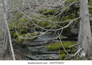 Bruce Trail - Lions Head Lookout Trail