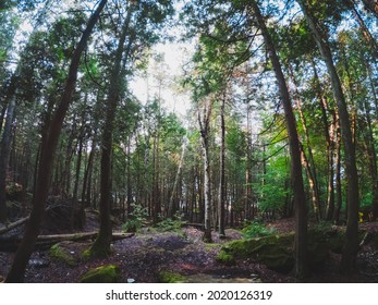 Bruce Trail In Summer Views