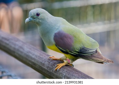 Bruce's green pigeon (Treron waalia) is a species of bird in the family Columbidae. 
A frugivore bird species that specialises on eating the fruits of a single species of fig tree, Ficus platphylla.