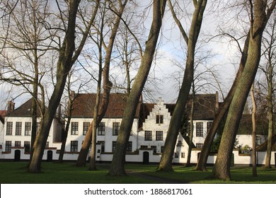 Bruges, Belgium - 12 December 2020: 
Beguinage Bruges with strange trees in sunlight