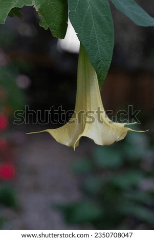 brugmansia angels trumpet flower plant tree colombia south america datura