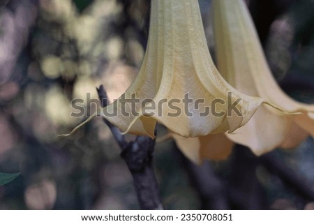 brugmansia angels trumpet flower plant tree colombia south america datura