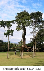 BRUMADINHO, BRAZIL - MAY 2nd, 2017: Elevazione (Elevation) By Giuseppe Penone
