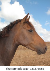 Brumby mare, Australian wild horse conservation society