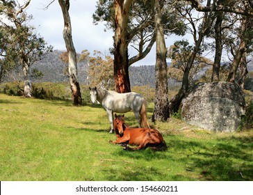 Brumby In Meadow