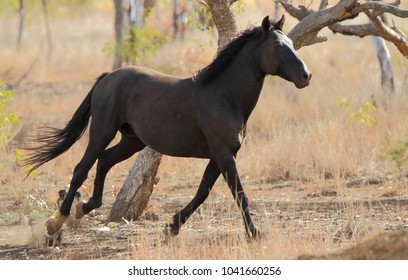 Brumby At Turkey Nest Dam