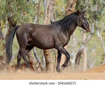 Brumby At Turkey Nest Dam