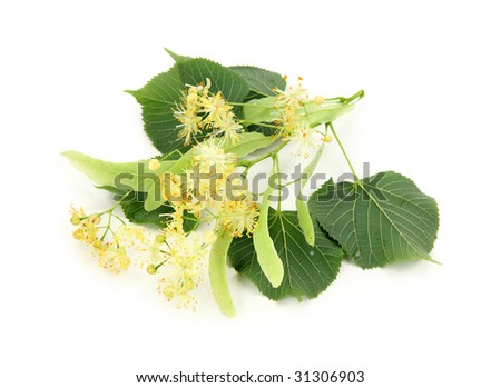 Brunch of lime tree isolated on white background