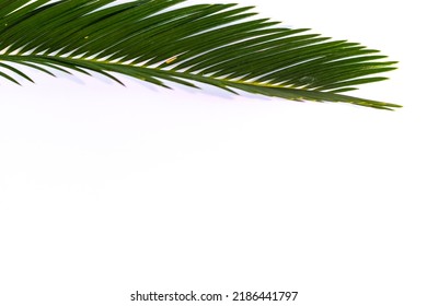 Brunch Palm Tree Isolated On White Background
