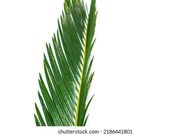 Brunch Palm Tree Isolated On White Background