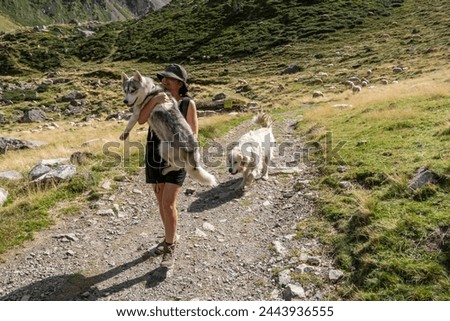 a brunette girl carries her pet siberian husky in her arms while fleeing from a pyrenees mastiff, sheepdog, that is chasing them