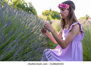 Brunette In Purple Dress Collecting Lavender In Field. She Is Wearing Flower Hairband. Rural Scene.