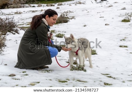 a brunette woman in pearl earrings, jeans and a green coat feeds a Siberian husky puppy in a red harness on a snowy meadow
