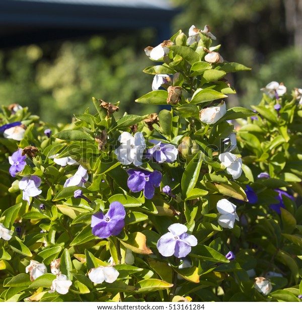 Brunfelsia Pauciflora Species Flowering Plant Family Stock Photo ...