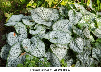 The Brunner is large-leaved with green leaves and beautiful patterns in the form of a spider web. Flora plants flowers floristry. - Powered by Shutterstock