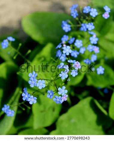 Brunnera Macrophylla Macro Close-Up with Delicate Blue Flowers, Forget-Me-Not Lookalike, Spring Blooming Perennial Plant with Heart-Shaped Leaves, Shade Garden Botanical Background