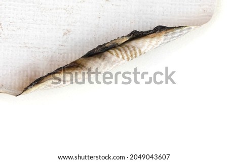 Brunt edge of white plsatic sheet isolated on white background.