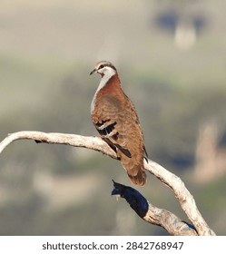 Brush bronzewing (Phaps elegans) - Cox Scrub CP