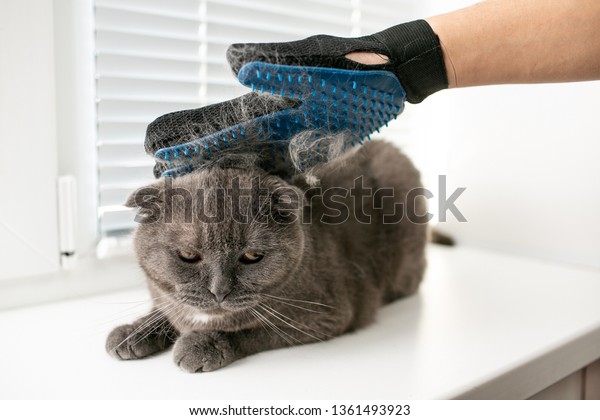 Brush Combing Cat Fur Hair British Stock Photo Edit Now 1361493923