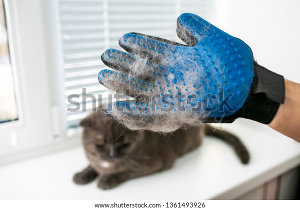 Brush Combing Cat Fur Hair British Stock Photo Edit Now 1361493926