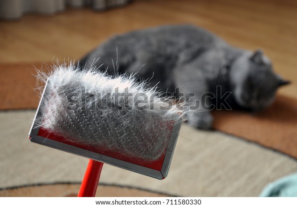 Brush Combing Cat Fur Hair British Stock Photo Edit Now 711580330