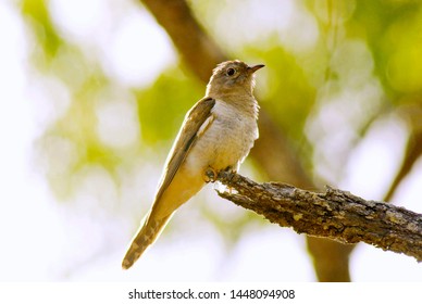 Brush Cuckoo In Tropical Woodland Of The Einasleigh Uplands, Inland Side Of The Wet Tropics World Heritage Area, North Queensland, Australia.