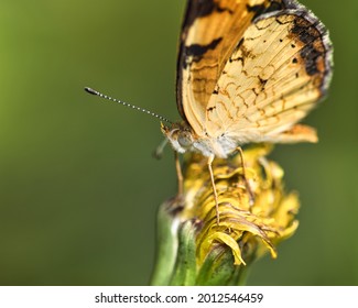 Brush Footed Butterfly On Decaying Dandelion 