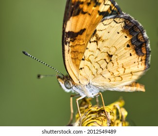 Brush Footed Butterfly On Yellow Flower