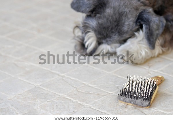 Brush Fully Hair Itchy Black Miniature Stock Photo Edit Now