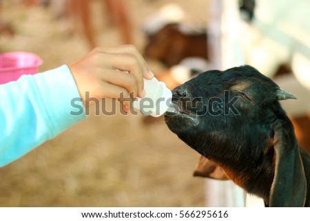 Similar – Little baby cow feeding from milk bottle.