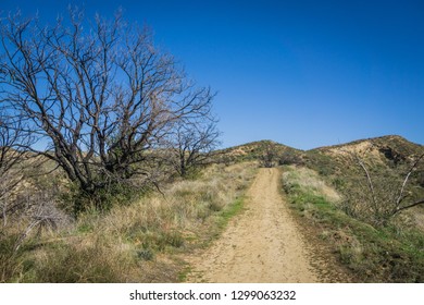 Brush Grows Alongside A Hiking Trail In The Southern Hills Of Santa Clarita California.