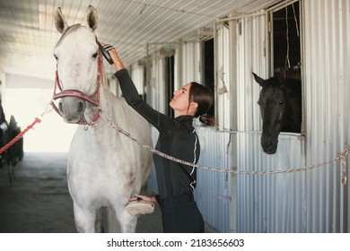 Brush a horse. Live portrait of young beautiful woman training horse for dressage at stable, outdoors. Lifestyle mood. Concept of nature, animal, care, sport - Powered by Shutterstock