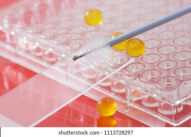 Brush For HPV Screening, Glass Slide, Multiwell Tissue Culture Plate And Yellow Capsules