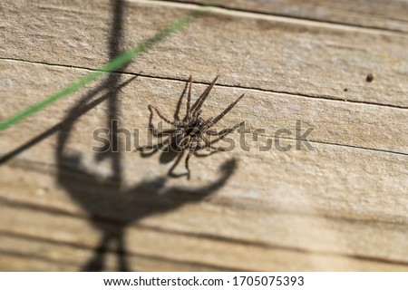 Brush Legged Wolf Spider in Springtime