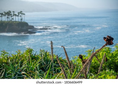 Brush Near The California Coast Line