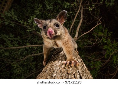 Brush Tail Possum In Australia Climbing Down Tree