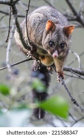 Brush tail Possum in Tasmania