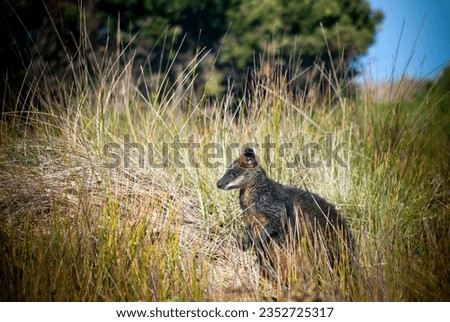 Brush tailed rock wallaby, Petrogale Penicillata