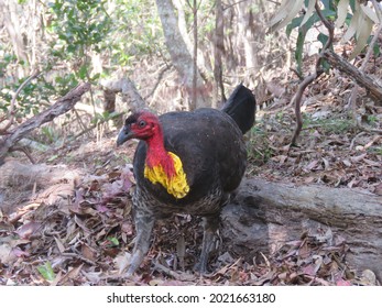 Brush Turkey Building Its Mound