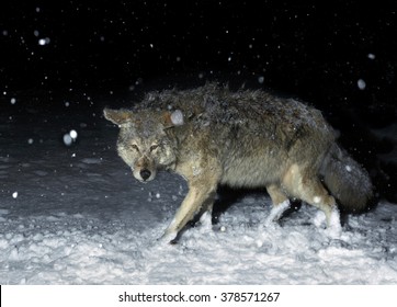 Brush Wolf (Coyote) In Winter Snow At Night