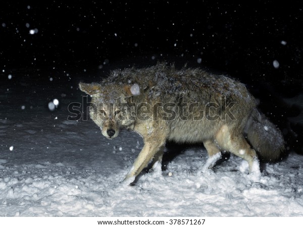 Brush Wolf (Coyote)\
in Winter Snow at Night