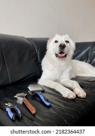 Brushed Dog Laying On The Couch With Pet Grooming Tools