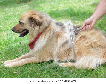 Brushing The Big Fluffy Dog With A Brush During Shedding